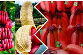 Chị em săn mua chuối đỏ rực siêu lạ giá 250.000 đồng/kg