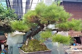 70 triệu đồng “siêu phẩm” phi lao bonsai ở Hà Nội