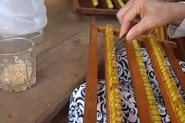 Tận mắt quy trình lấy sữa ong chúa cho thu nhập khủng