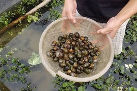 “Đột nhập” những trang trại nuôi ốc bươu đen "hốt" trăm triệu