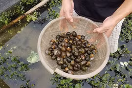 “Đột nhập” những trang trại nuôi ốc bươu đen "hốt" trăm triệu