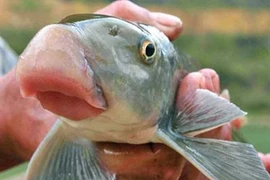 Những loài cá “tiến vua” đắt đỏ được đại gia Việt săn lùng