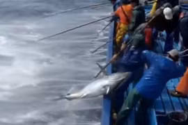Cận cảnh câu cá ngừ đại dương siêu "khủng" ở Trường Sa