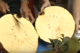 Cận cảnh mít không hạt gây sốt ở miền Tây 