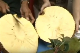 Cận cảnh mít không hạt gây sốt ở miền Tây 