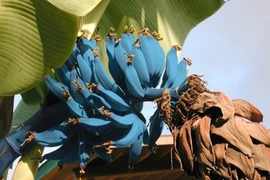 Tròn mắt với những buồng chuối kì dị có 1-0-2 