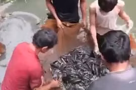 Cận cảnh mẻ cá đồng đen đặc dưới ao bèo gây choáng váng