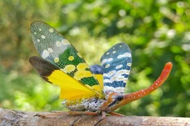 Kinh ngạc 12 động vật độc dị nhất Việt Nam