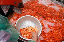 Lùng khắp miền Bắc gom 5 tấn chép đỏ: Chỉ một ngày lãi 100 triệu