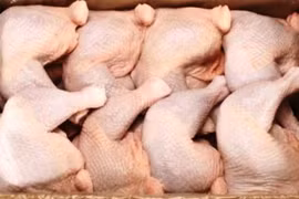 Thịt gà 2.000 đồng/kg đổ về: Truy tìm kẻ nhập khẩu bỏ trốn