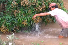 Vỡ đê vì đặt cống ẩu, cuộc sống người dân cù lao bị đảo lộn