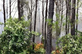 Cháy dữ dội khu rừng thông Trung tâm văn hoá Huyền Trân