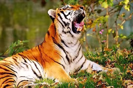 4 tuổi trời sinh may mắn, có số đại gia, sung sướng tới già 