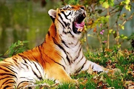 4 tuổi trời sinh may mắn, có số đại gia, sung sướng tới già 