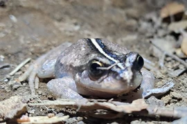 Ếch ma biệt tích cả trăm năm bất thình lình xuất hiện