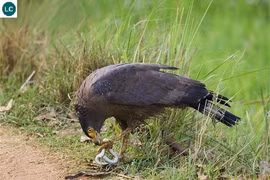 Quái điểu hung hăng nhất thế gian, rắn độc cũng phải dè chừng