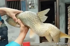 Quái ngư khủng lọt lưới, lão nông lập tức hét lớn "Thả ngay ra!" 