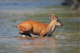 Mang Pù Hoạt tưởng tuyệt chủng bất ngờ tái xuất ở Việt Nam