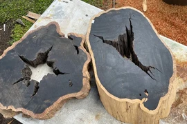 Gỗ đen đắt nhất hành tinh, 60 năm mới trưởng thành 