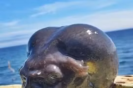 Sinh vật "ngoài hành tinh" thình lình trồi lên mặt biển... ngư phủ rùng mình 