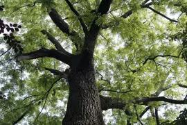 Loại gỗ là "báu vật tâm linh" của Việt Nam, thế giới tìm mỏi mắt 