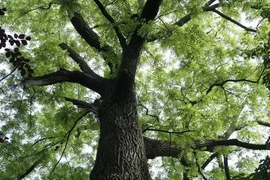 Loại gỗ là "báu vật tâm linh" của Việt Nam, thế giới tìm mỏi mắt 