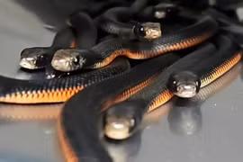 Nghe tiếng động lạ ngoài vườn, thất kinh thấy 102 con “quái thú” trong đống mùn