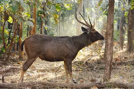 Nai khủng lộ diện ở Cần Giờ trong đêm... như "thần thú" phương Đông 