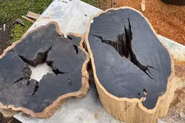 Loại gỗ đen "giá chát" nhất hành tinh, 60 năm mới trưởng thành 