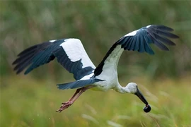 Tưởng sắp tuyệt chủng, loài chim trong Sách đỏ Việt Nam bất ngờ tái xuất 