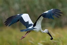 Tưởng sắp tuyệt chủng, loài chim trong Sách đỏ Việt Nam bất ngờ tái xuất 