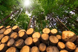 Loại gỗ quý hiếm hơn "vàng lộ thiên", chỉ duy nhất một nơi có 