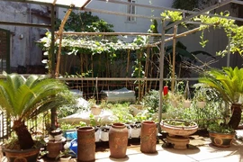 Khu vườn 400m² la liệt rau xanh, quả sạch giữa Thủ đô 