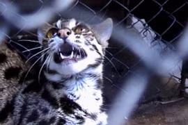 Té ngửa với kẻ trộm chuyên bắt gà ở cù lao Giêng