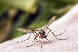 Chuyên gia bật mí cách ngăn ngừa sốt chikungunya