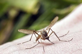 Chuyên gia bật mí cách ngăn ngừa sốt chikungunya