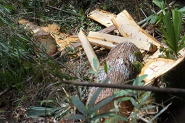 Kỷ luật nhiều cán bộ vụ phá rừng pơ mu