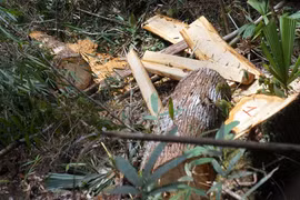 Kỷ luật nhiều cán bộ vụ phá rừng pơ mu