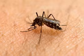 Phát hiện thêm các ca nhiễm Zika ở Phillipines