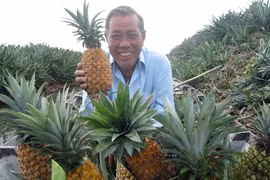 Biến nơi “khỉ ho cò gáy” thành trại dứa quy mô bậc nhất ĐBSCL