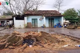 Một phụ nữ bị cây bàng cổ thụ đè chết