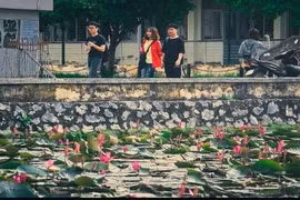 Hồ hoa súng trở thành “cực phẩm” của sinh viên ĐH Bách Khoa 