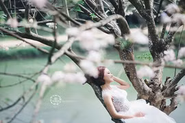 Ảnh cưới đẹp mê hồn dưới gốc mai anh đào 