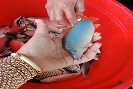 Nuôi loài cá heo bé tí trên sông, bán 320-380.000 đồng/kg