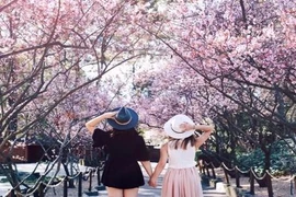 Cận Tết Mậu Tuất, giới trẻ có hẹn với mai anh đào Đà Lạt