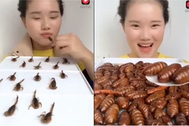 Cô gái xinh đẹp được mệnh danh "thánh nữ ăn côn trùng"