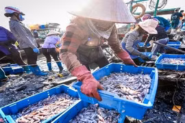 Muôn màu bức tranh chợ cá Bến Do sáng sớm ở Quảng Ninh