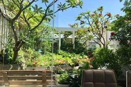 Vườn rau sạch 200m2 sum suê cây trái của nữ giám đốc Sài Gòn 