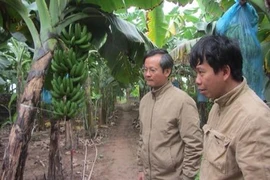 Chỉ trồng chuối, sau 8 năm anh nông dân này lãi hơn 1 tỷ