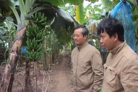 Chỉ trồng chuối, sau 8 năm anh nông dân này lãi hơn 1 tỷ